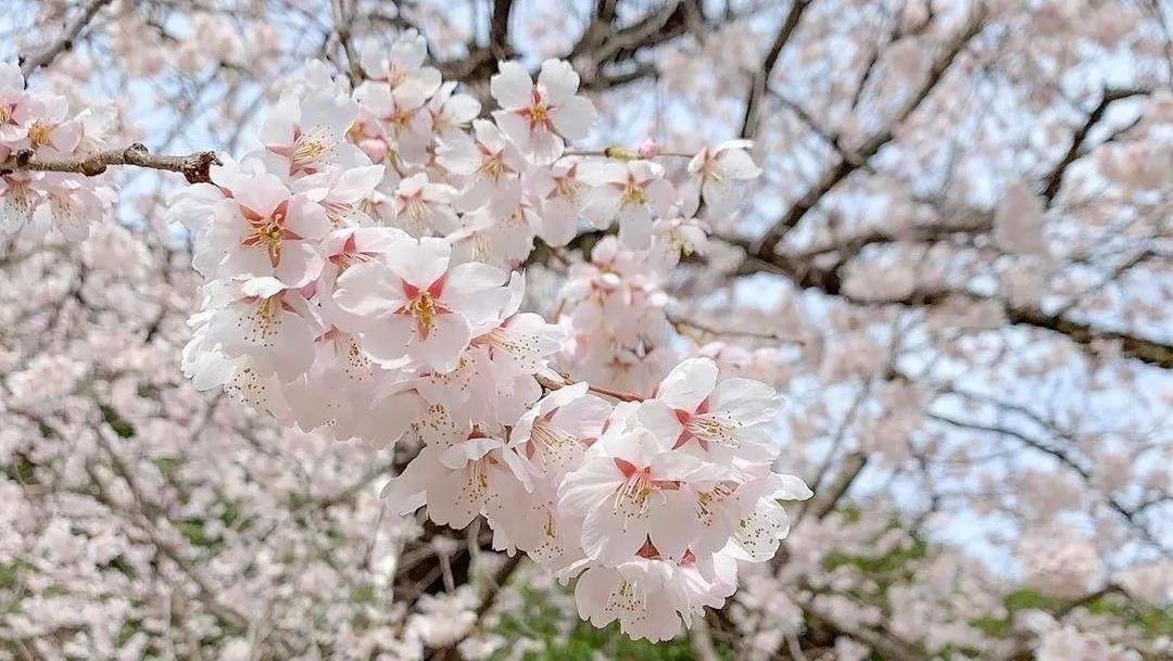 盘点日本拥有最美樱花的大学！有你的目标校吗？【出国留学】