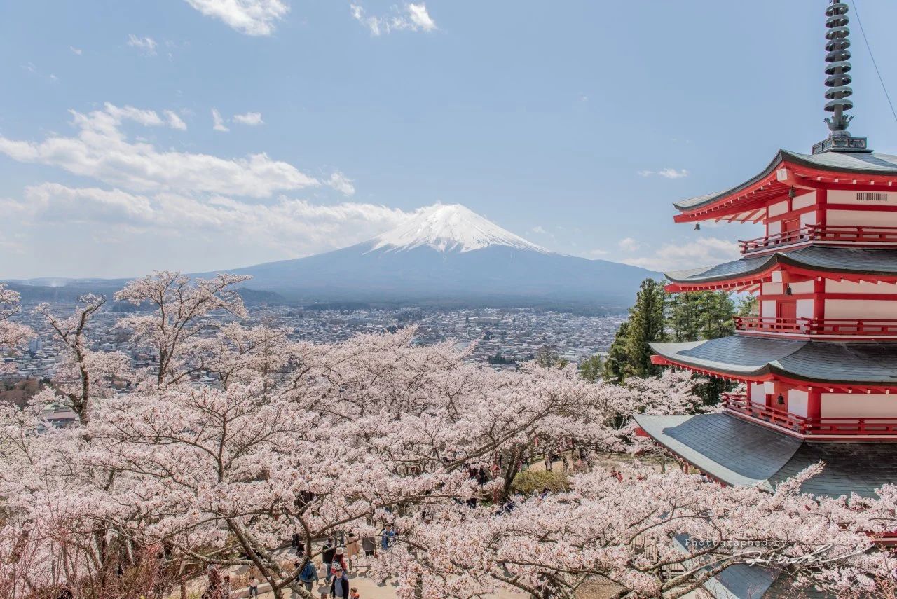 日本气象厅发布2024年日本樱花预测！十大赏樱景点推荐！